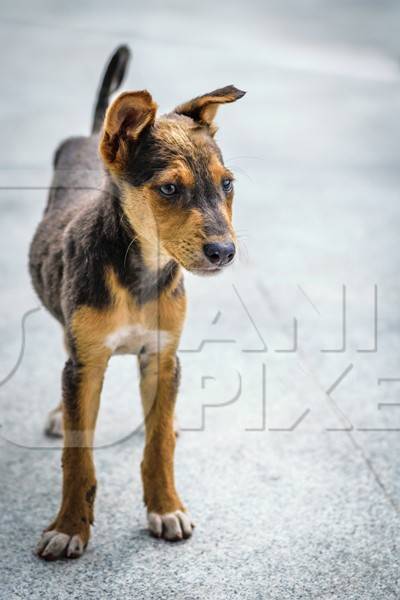 Stray cute street puppy dog on road