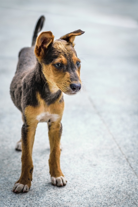 Stray cute street puppy dog on road