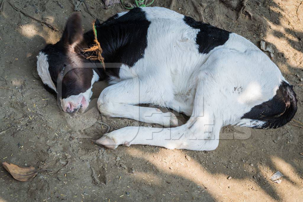 Dairy calf lying on the ground at Sonepur cattle fair in Bihar
