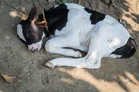 Dairy calf lying on the ground at Sonepur cattle fair in Bihar