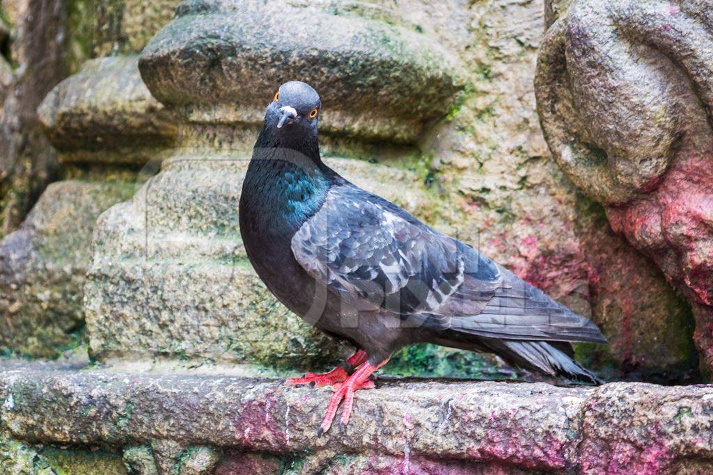 Pigeon saved from religious sacrifice at Kamakhya temple in Guwahati in Assam