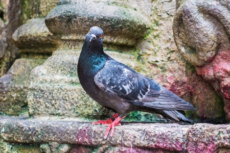 Pigeon saved from religious sacrifice at Kamakhya temple in Guwahati in Assam