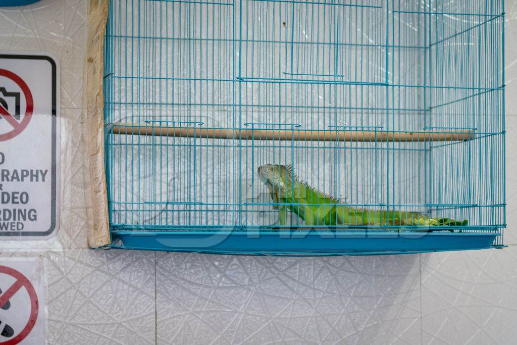 Exotic Iguana in cage on sale illegally as pet at Crawford pet market in Mumbai