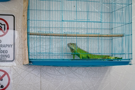 Exotic Iguana in cage on sale illegally as pet at Crawford pet market in Mumbai