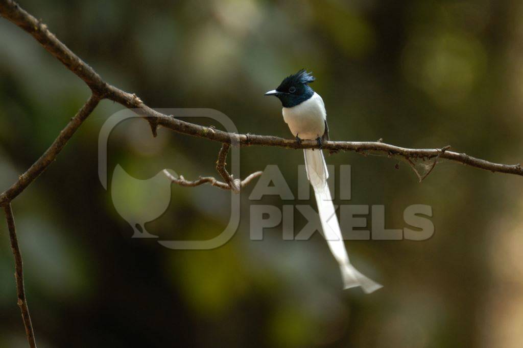 Asian paradise flycatcher sitting on a branch