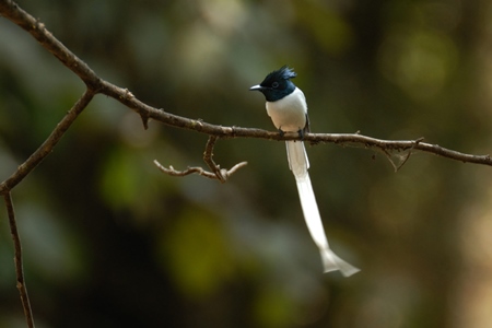 Asian paradise flycatcher sitting on a branch