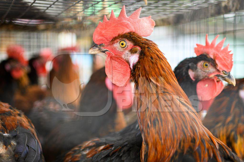 Indian chickens or hens on sale in cages at a live animal market on the roadside at Juna Bazaar in Pune, Maharashtra, India, 2021