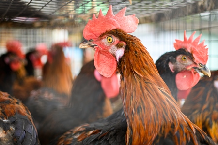 Indian chickens or hens on sale in cages at a live animal market on the roadside at Juna Bazaar in Pune, Maharashtra, India, 2021