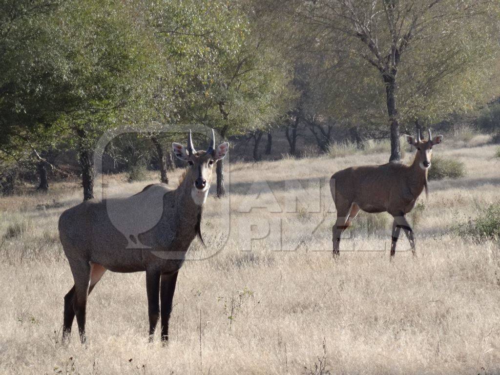 Nilgai or blue bull in grasslands