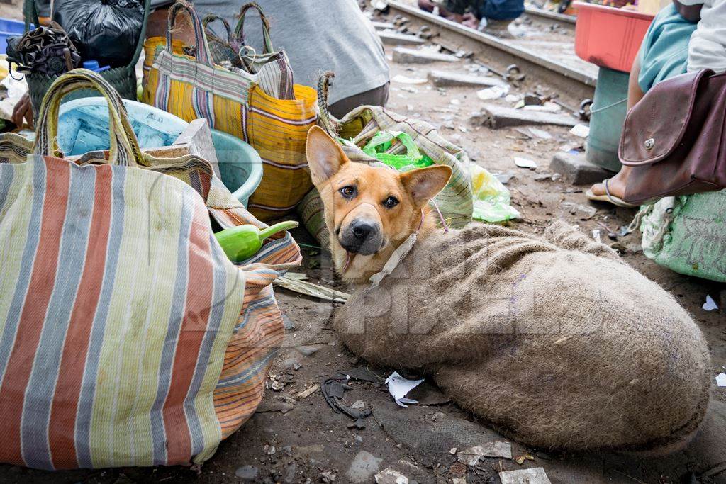 Dogs in sacks on sale for meat at a live animal dog market in Nagaland