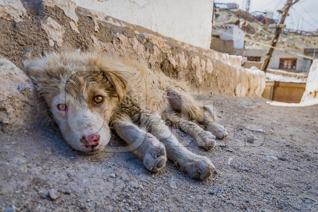 Dirty stray puppy lying on the ground outside a monastery in Ladakh, in the Himalayan mountains