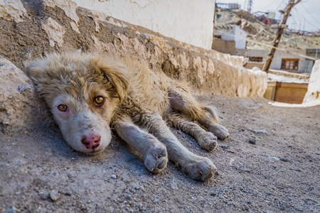 Dirty stray puppy lying on the ground outside a monastery in Ladakh, in the Himalayan mountains