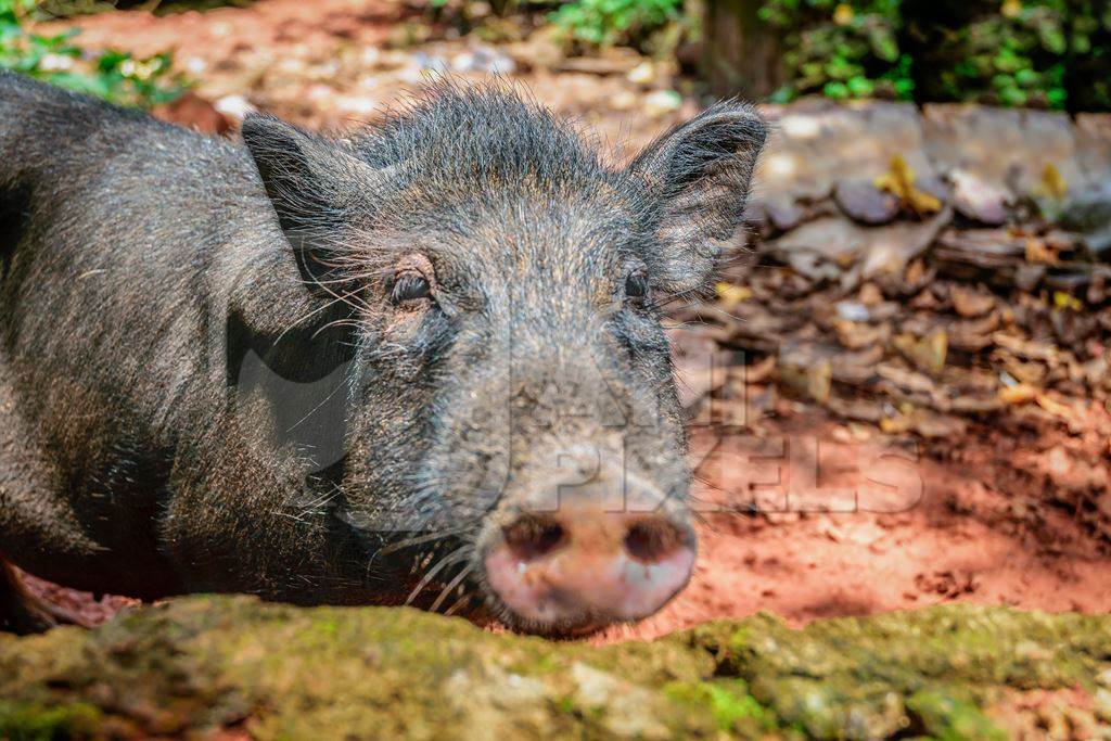 Rural pig in a village in Goa with red orange clay background