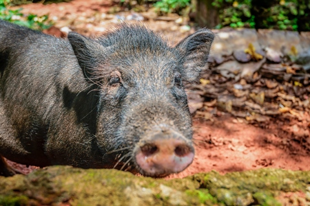 Rural pig in a village in Goa with red orange clay background