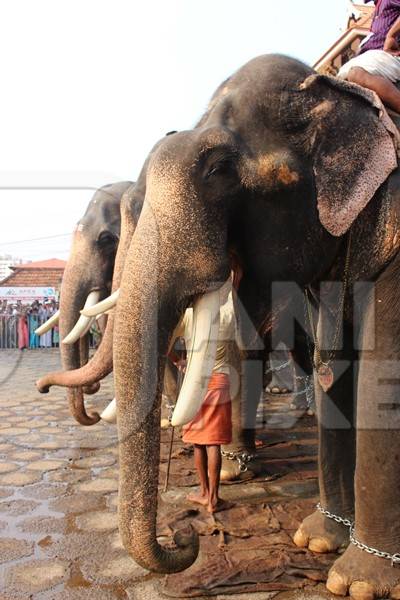 Line of elephants used for Hindu festival at a temple in Kerala
