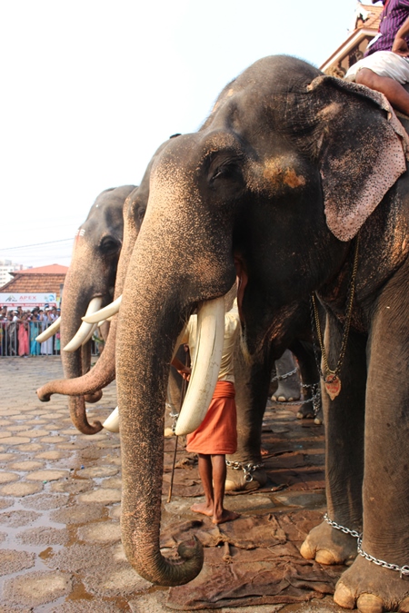 Line of elephants used for Hindu festival at a temple in Kerala