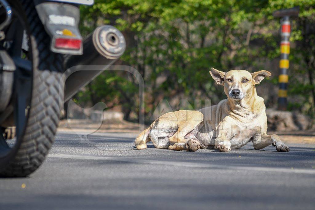 Stray Indian street dog lying in the road with traffic and motorbike in urban city in Maharashtra, India