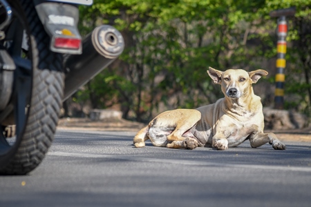 Stray Indian street dog lying in the road with traffic and motorbike in urban city in Maharashtra, India