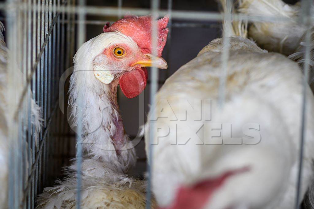 Sick or ill Indian chicken or laying hen in small battery cage on an layer hen farm or egg farm in Maharashtra, India, 2022