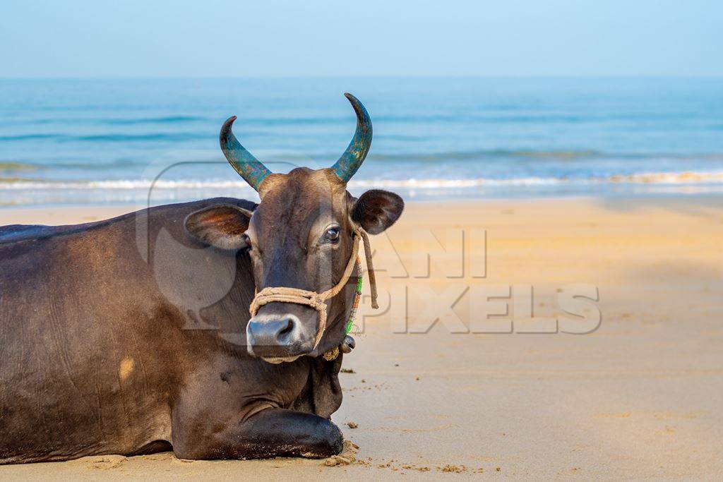 Indian cow or bull with large horns sitting on the beach in Maharashtra, India