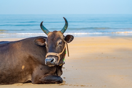 Indian cow or bull with large horns sitting on the beach in Maharashtra, India