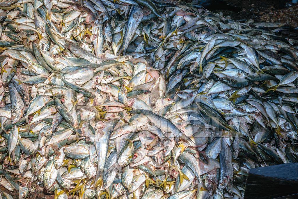 Big pile of fish on sale at a fish market at Sassoon Docks