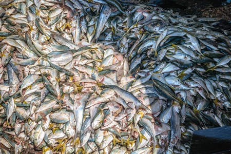 Big pile of fish on sale at a fish market at Sassoon Docks