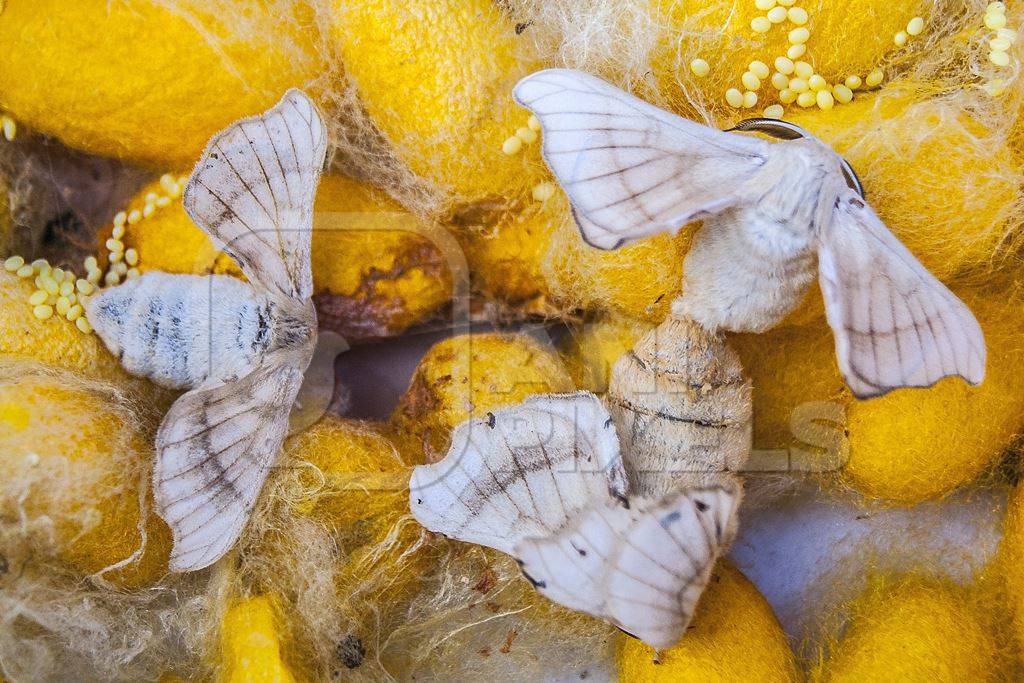 Moths emerging from silk worm cocoons