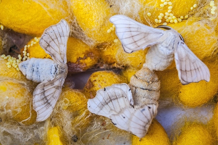 Moths emerging from silk worm cocoons