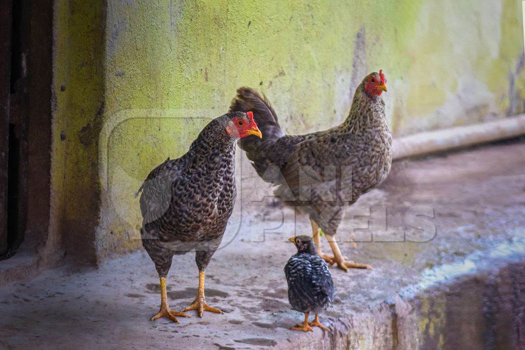 Indian chicken or hen with chicks in a rural village in countryside in Maharashtra, India, 2021