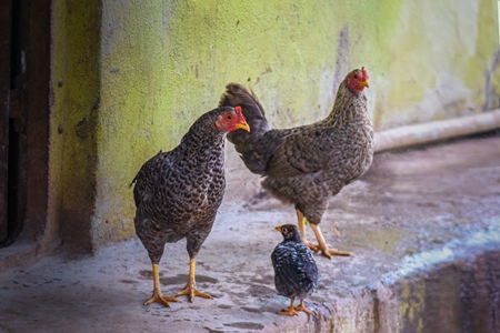 Indian chicken or hen with chicks in a rural village in countryside in Maharashtra, India, 2021