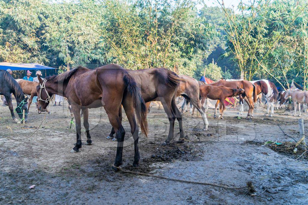 A row of brown horses tied up in a line in a muddy field at Sonepur horse fair