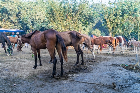 A row of brown horses tied up in a line in a muddy field at Sonepur horse fair