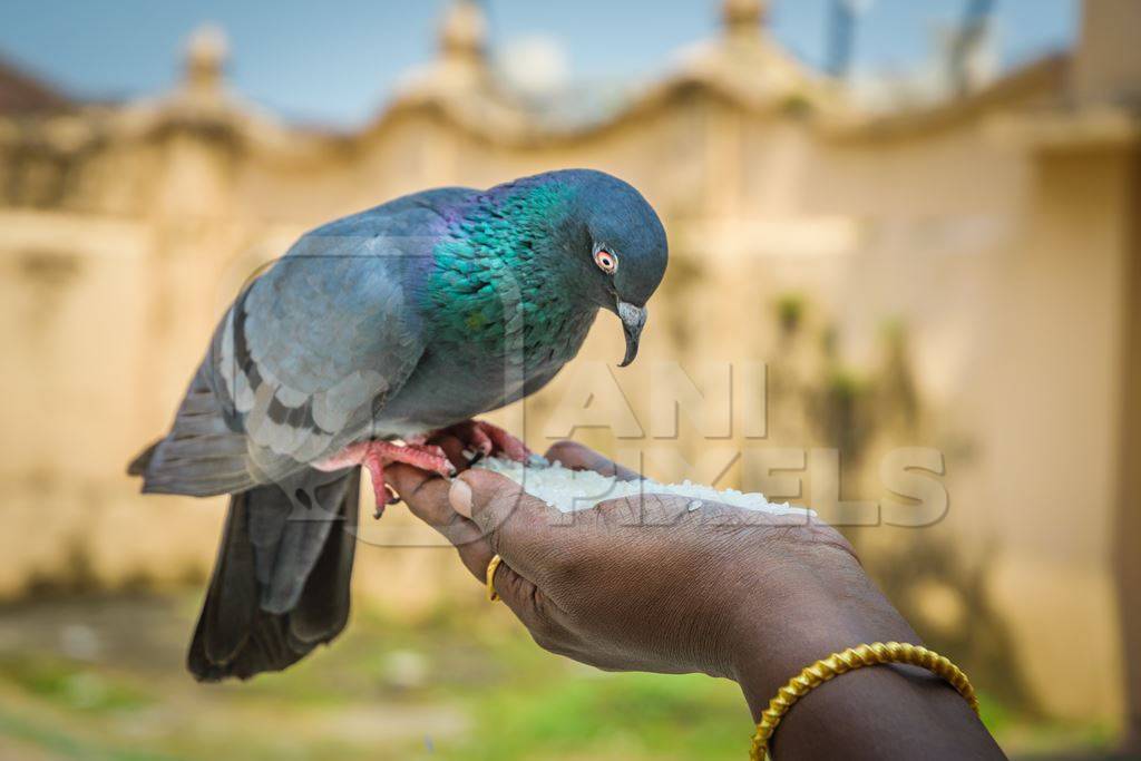 Pigeon sitting on the hand of a lady feeding pigeons in the courtyard of a temple