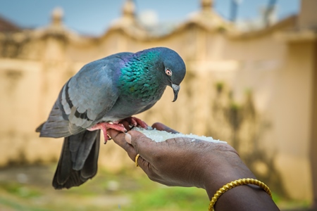 Pigeon sitting on the hand of a lady feeding pigeons in the courtyard of a temple