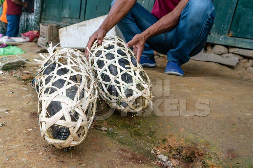 Pigs for sale in woven bamboo baskets in the rural town of Mon