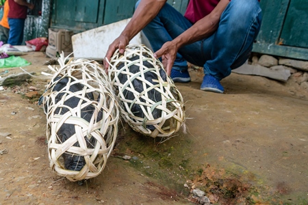 Pigs for sale in woven bamboo baskets in the rural town of Mon