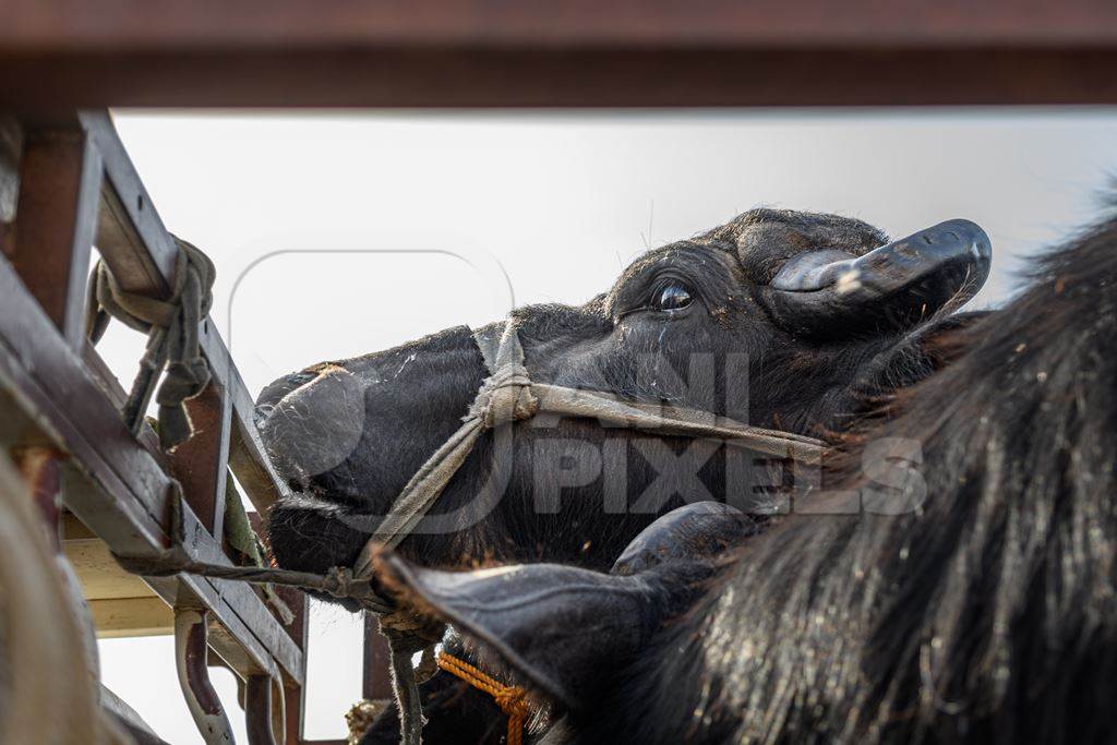 Indian buffaloes tied up in a transport truck at Nagaur Cattle Fair, Nagaur, Rajasthan, India, 2022