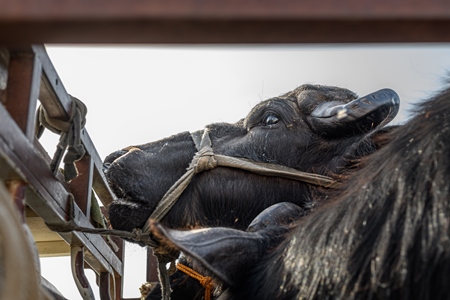 Indian buffaloes tied up in a transport truck at Nagaur Cattle Fair, Nagaur, Rajasthan, India, 2022