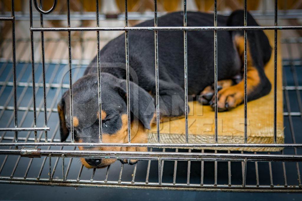 Pedigree breed puppy in cage on sale at Crawford pet market