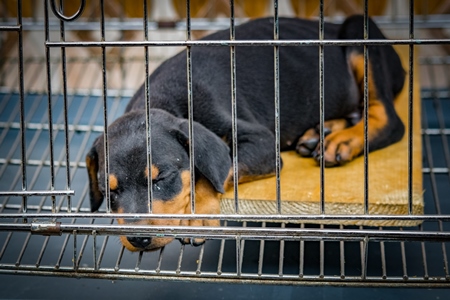 Pedigree breed puppy in cage on sale at Crawford pet market