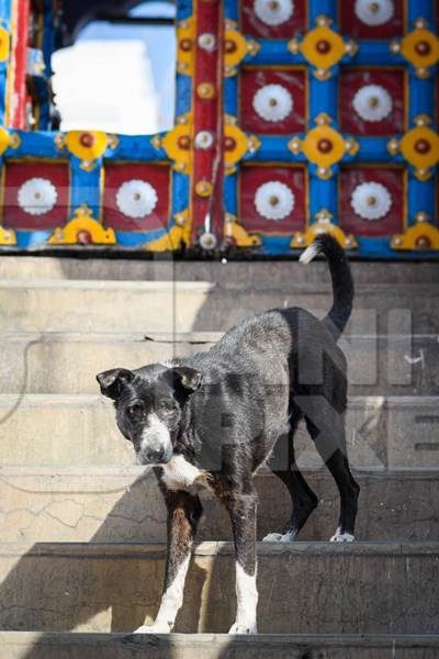 Indian street dog or stray pariah dog with colourful door background in the urban city of Jodhpur, India, 2022
