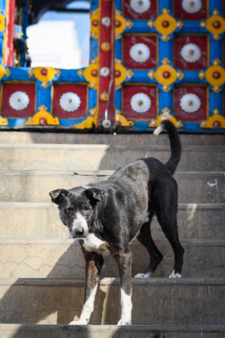 Indian street dog or stray pariah dog with colourful door background in the urban city of Jodhpur, India, 2022