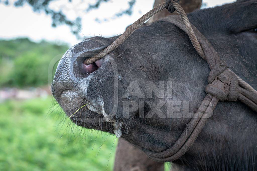 Large Indian male buffalo bull tied up to to a tree crying in pain from the nose rope on Indian buffalo dairy farm in Pune, India