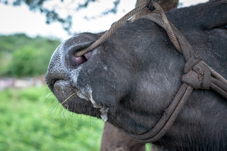 Large Indian male buffalo bull tied up to to a tree crying in pain from the nose rope on Indian buffalo dairy farm in Pune, India