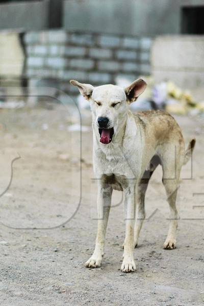 Stray street dog yawning in street in urban city