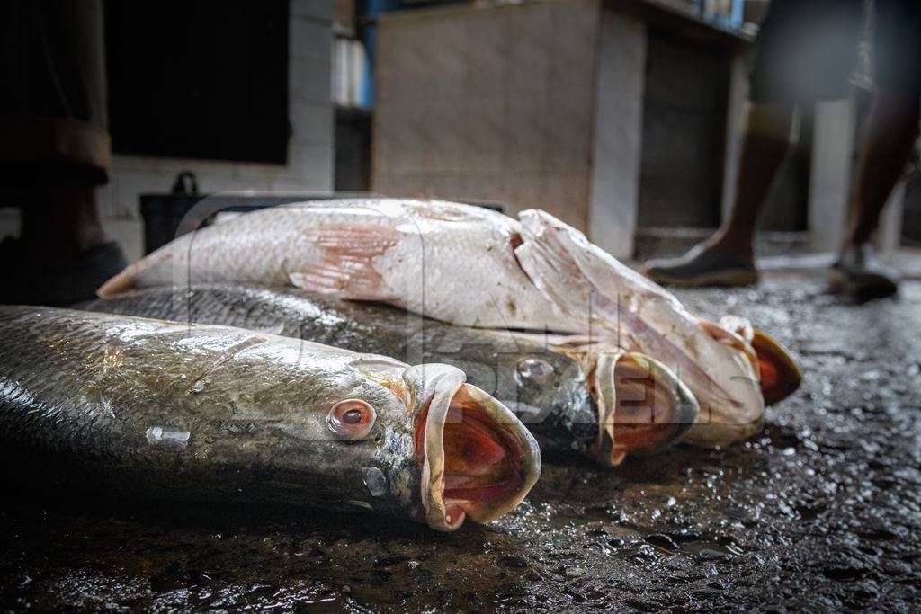 Dead fish on sale at the fish market inside New Market, Kolkata, India, 2022