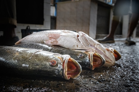 Dead fish on sale at the fish market inside New Market, Kolkata, India, 2022