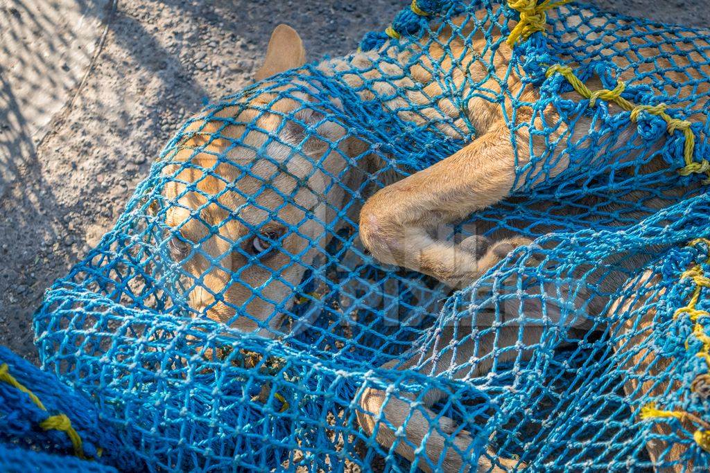 Street dog caught in net for animal birth control sterilisation operation
