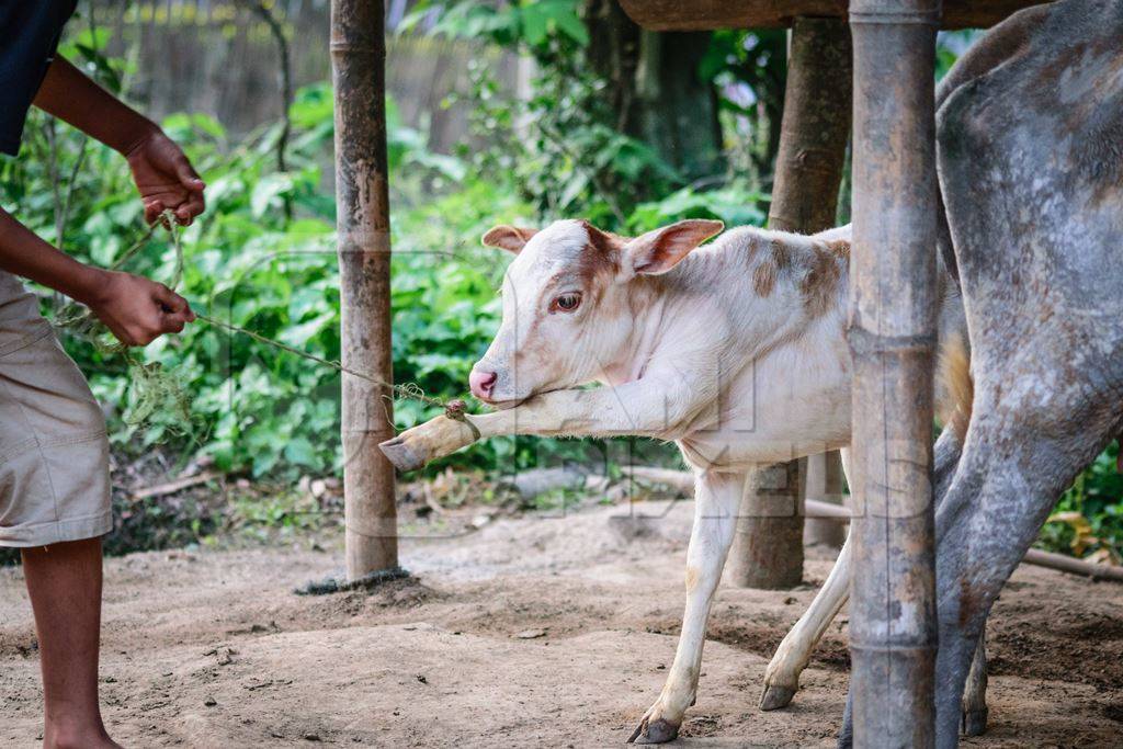 Brown dairy cow in a green field in a village